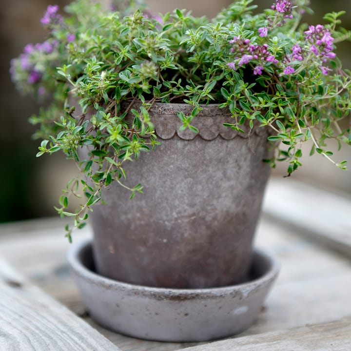 헬레나 토분 10 cm, Grey Bergs Potter | 베르그 포터