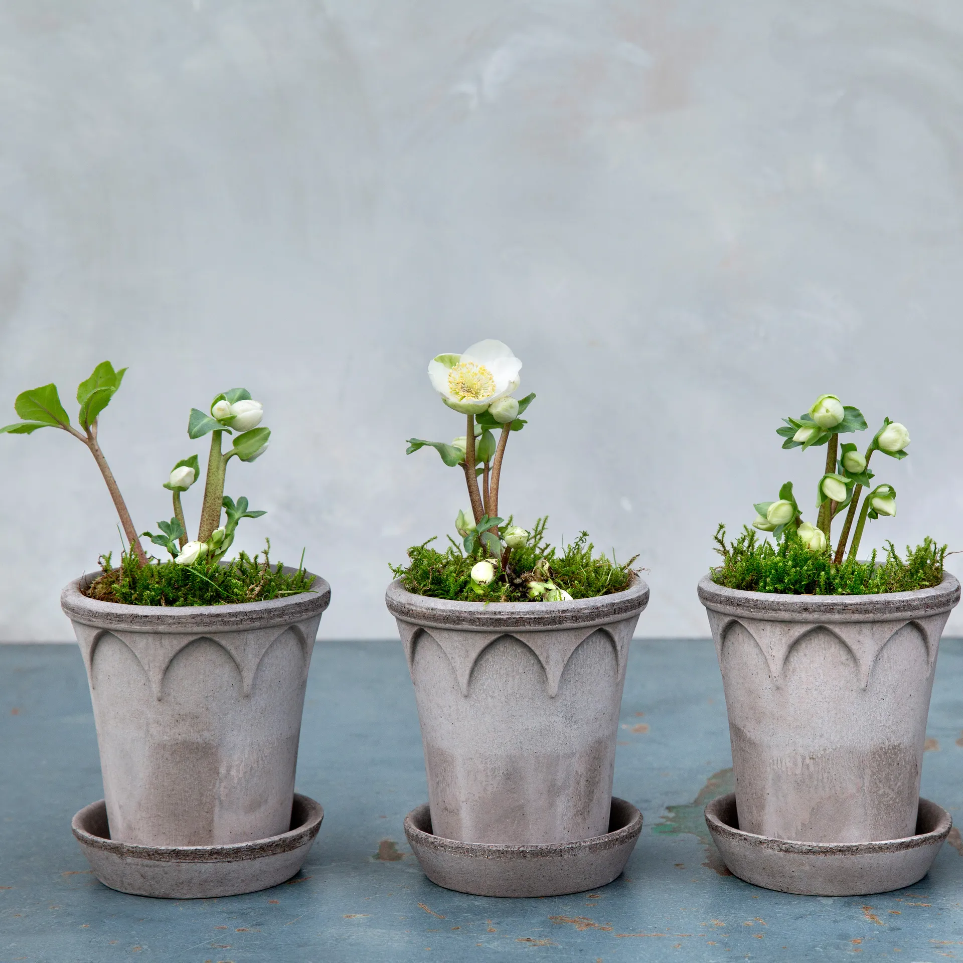 엘리자베스 토분 12 cm, Grey Bergs Potter | 베르그 포터