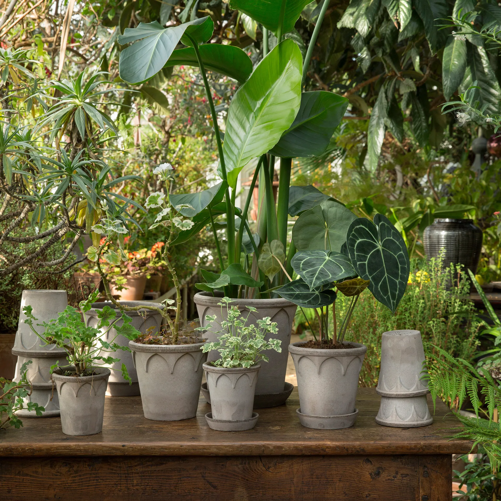 엘리자베스 토분 14 cm, Grey Bergs Potter | 베르그 포터