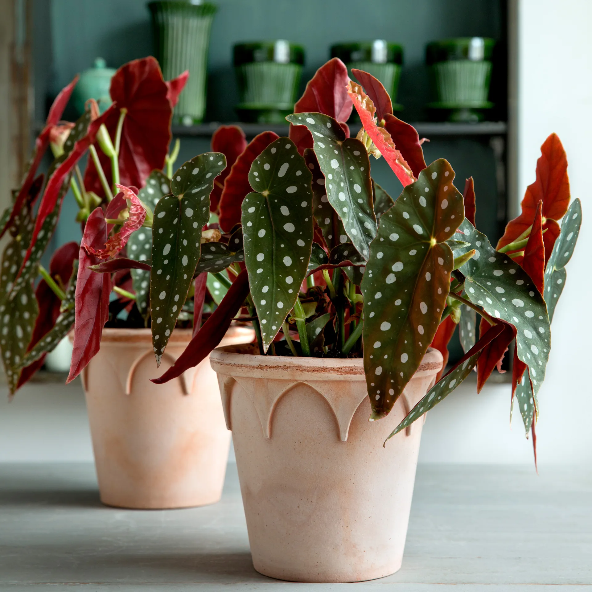 엘리자베스 토분 14 cm, Rosa Bergs Potter | 베르그 포터