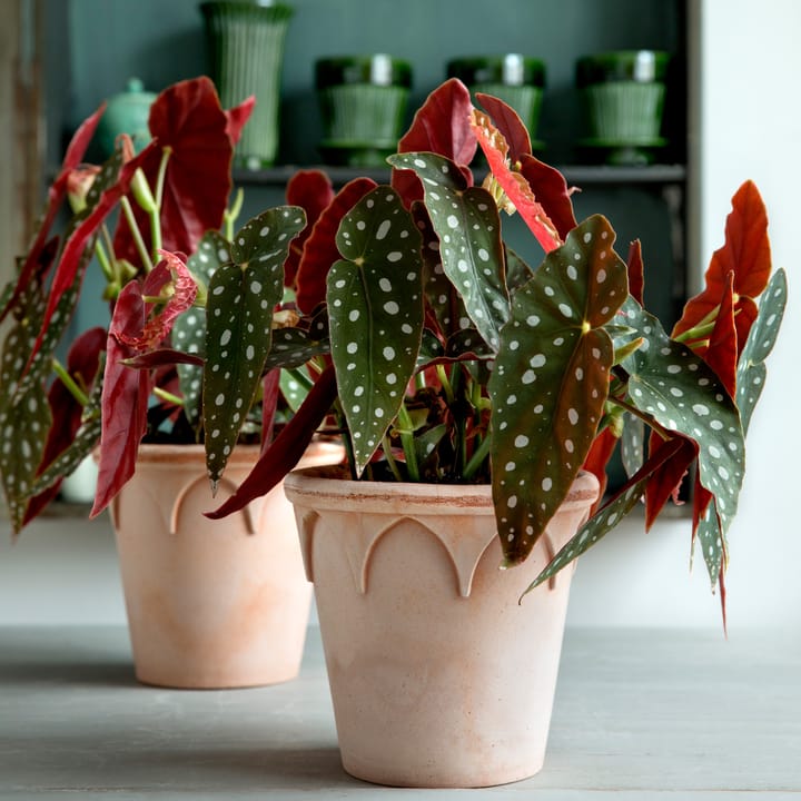 엘리자베스 토분 Ø14 cm - rose - Bergs Potter | 베르그 포터