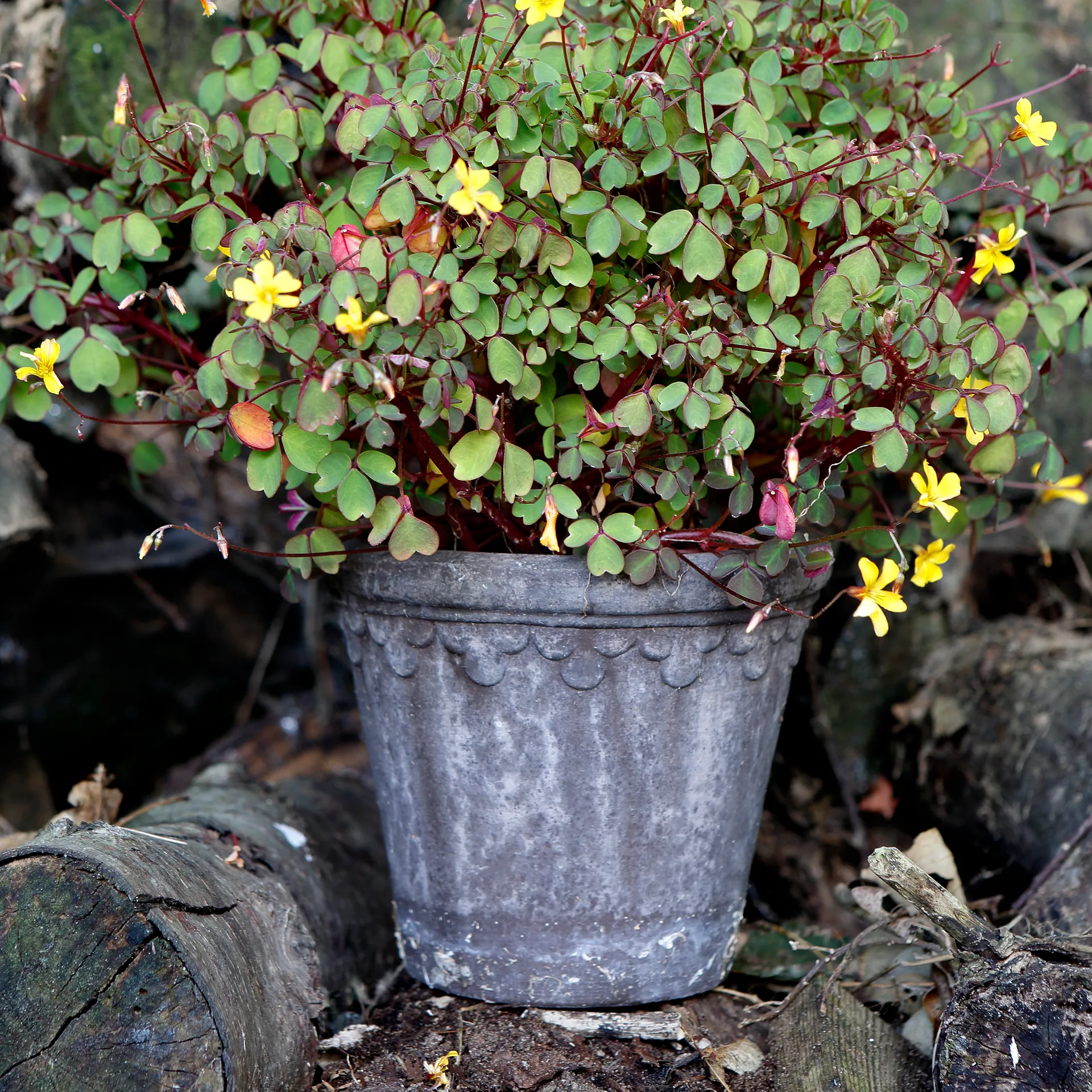 코펜하겐 토분 16 cm, Grey Bergs Potter | 베르그 포터