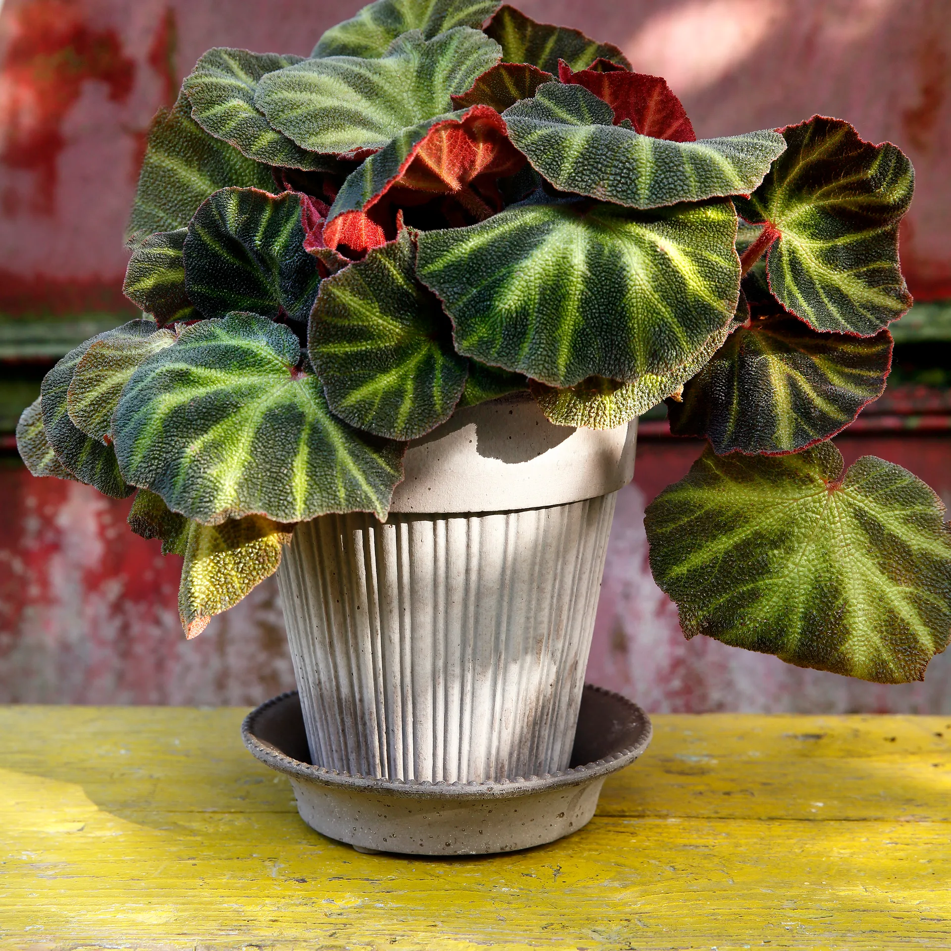 시모나 토분 16 cm, Grey Bergs Potter | 베르그 포터