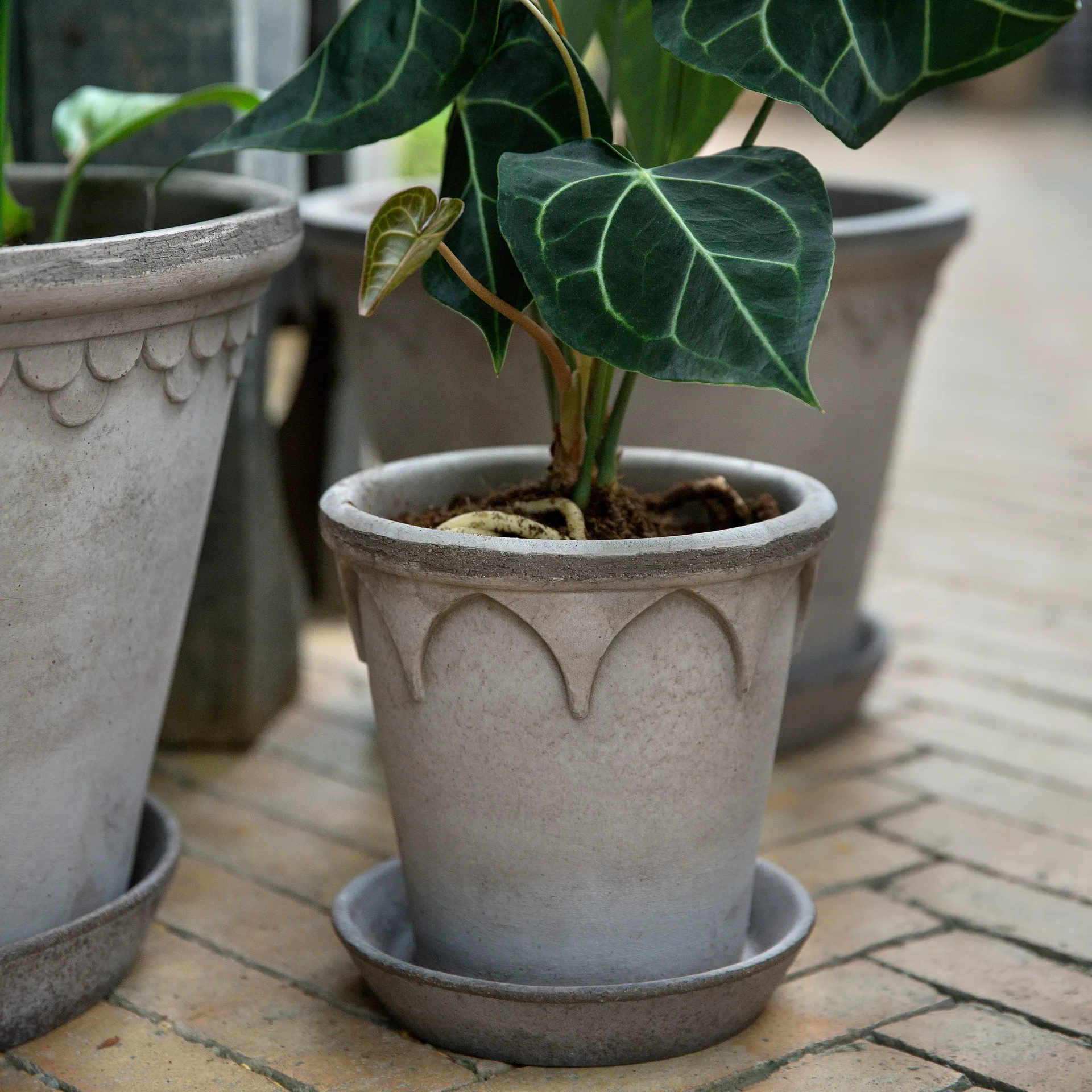 엘리자베스 토분 16 cm, Grey Bergs Potter | 베르그 포터