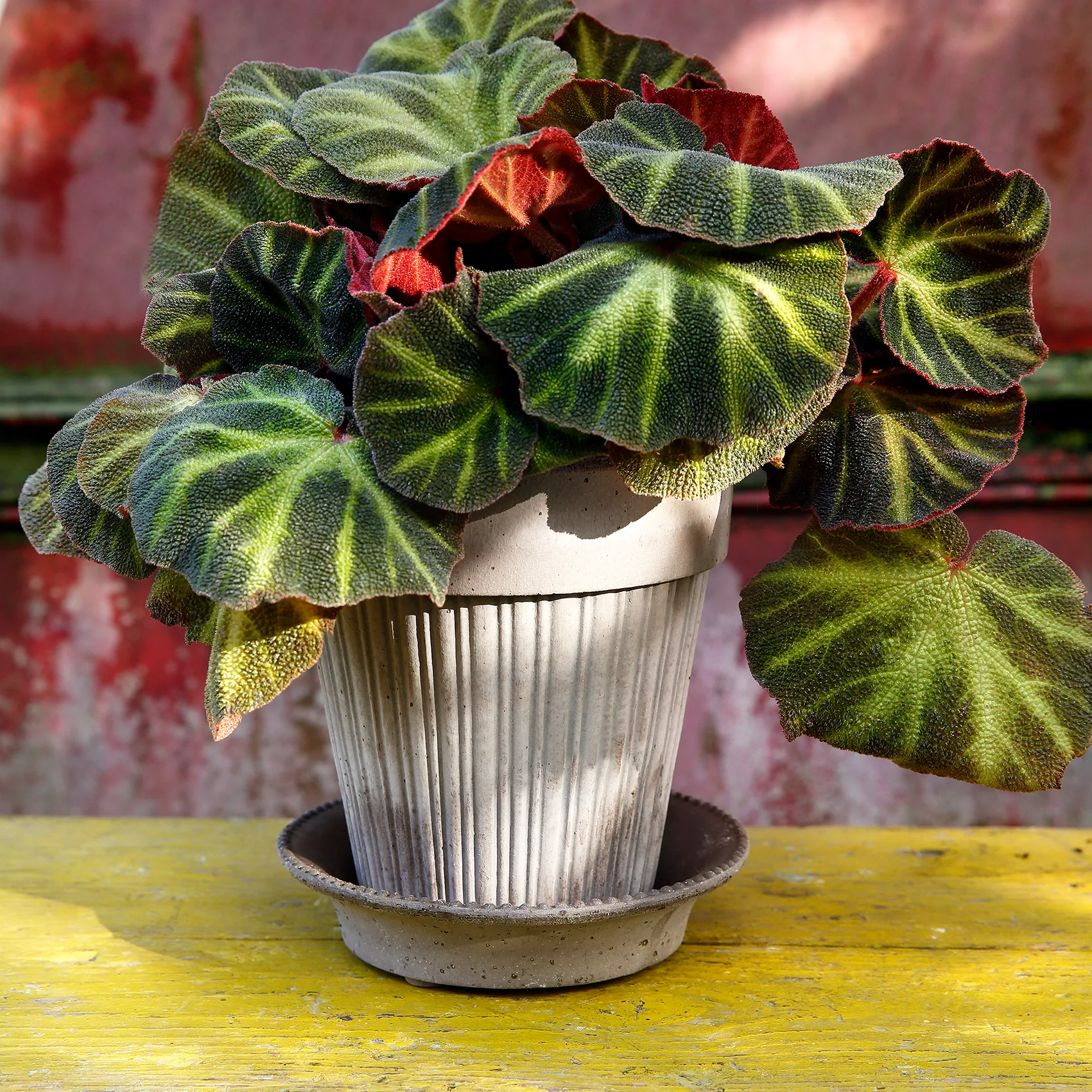 시모나 토분 18 cm, Grey Bergs Potter | 베르그 포터