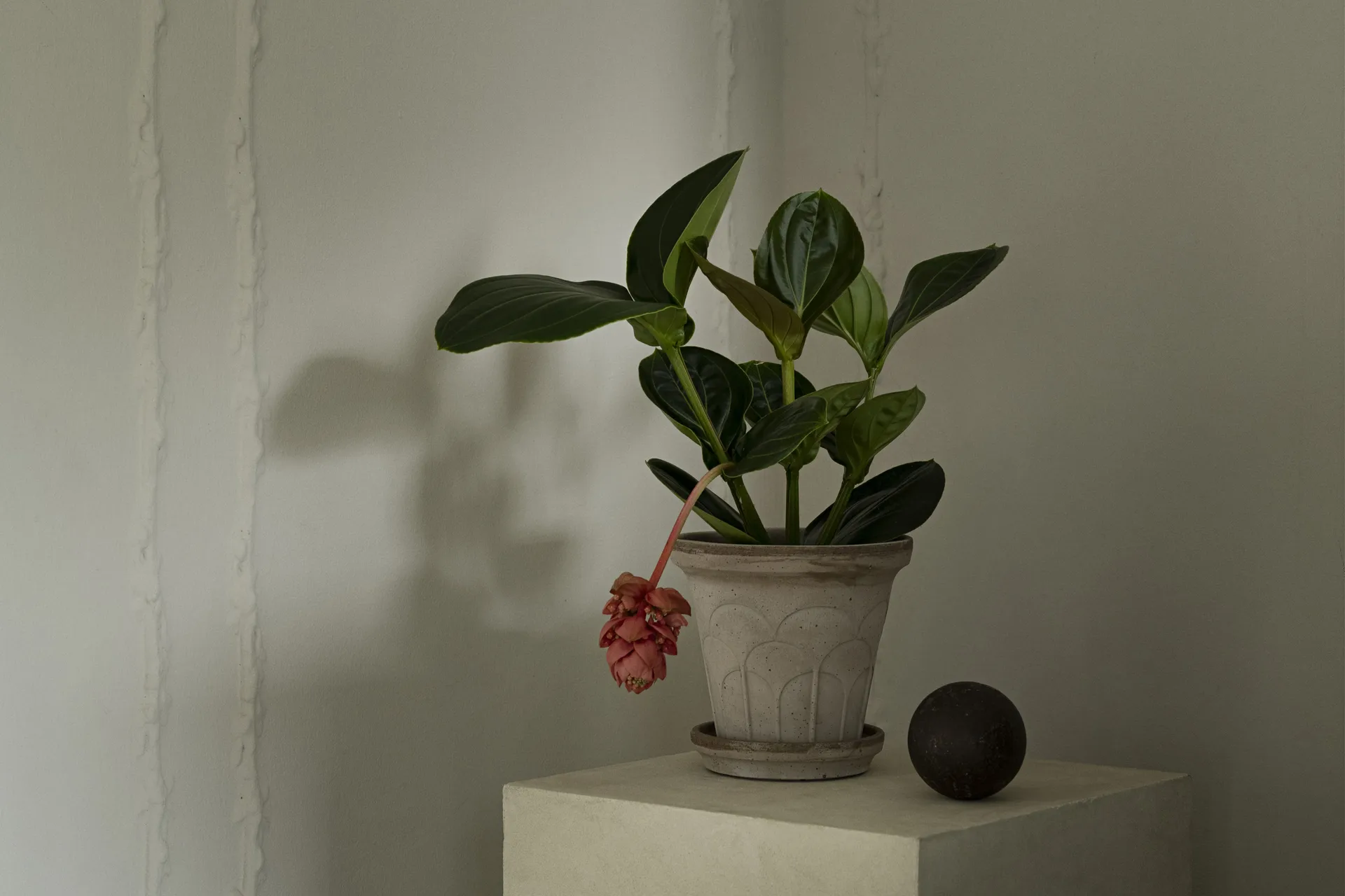 플뢰르 플라워팟(받침 포함) 2개 세트, Grey, Ø18 cm Bergs Potter | 베르그 포터