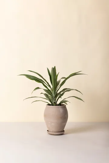 델피 플라워팟(받침 포함) 2개 세트 - Grey, Ø22 cm, tall - Bergs Potter | 베르그 포터