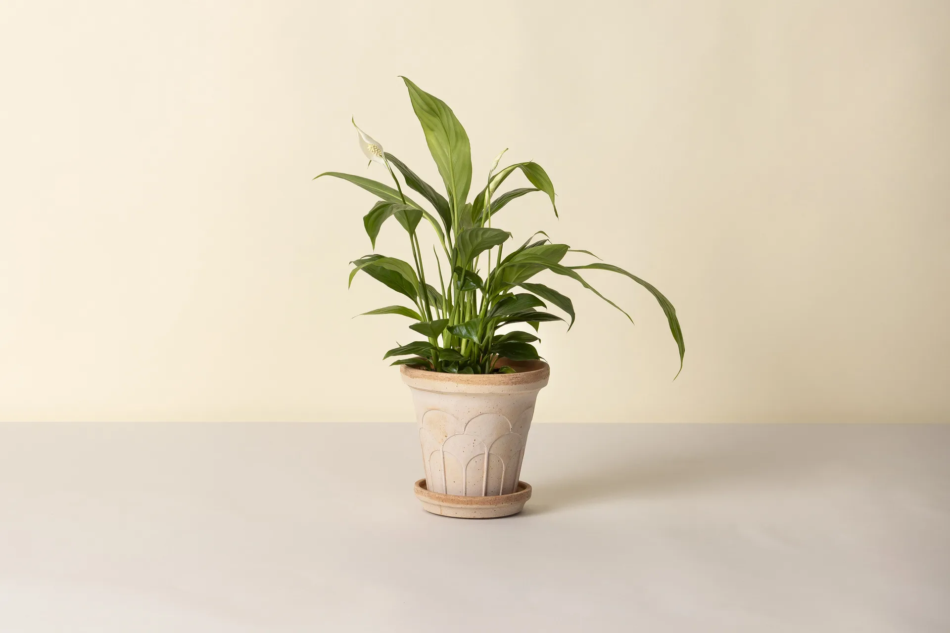 플뢰르 플라워팟(받침 포함) 2개 세트, Pink, Ø16 cm Bergs Potter | 베르그 포터