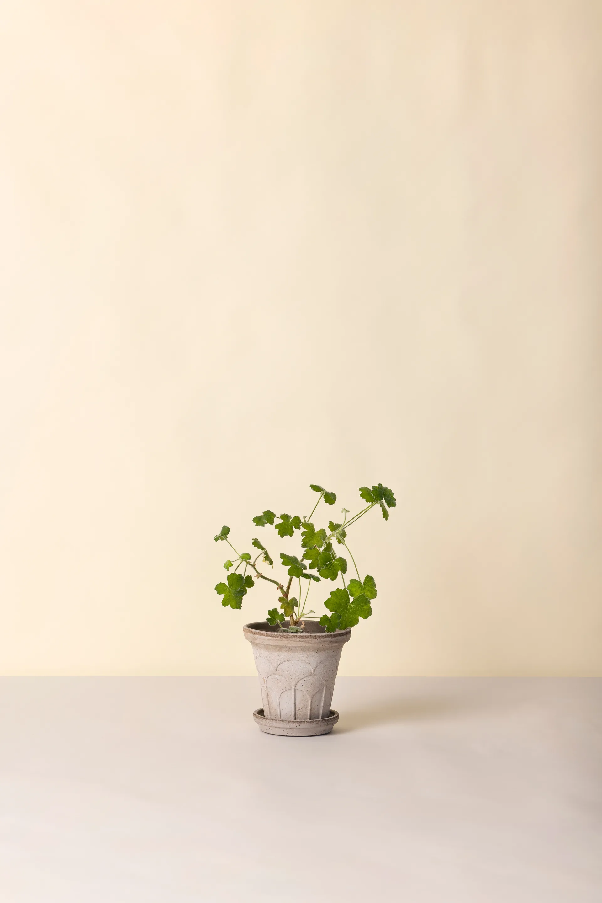 플뢰르 플라워팟(받침 포함), Grey, Ø16 cm Bergs Potter | 베르그 포터