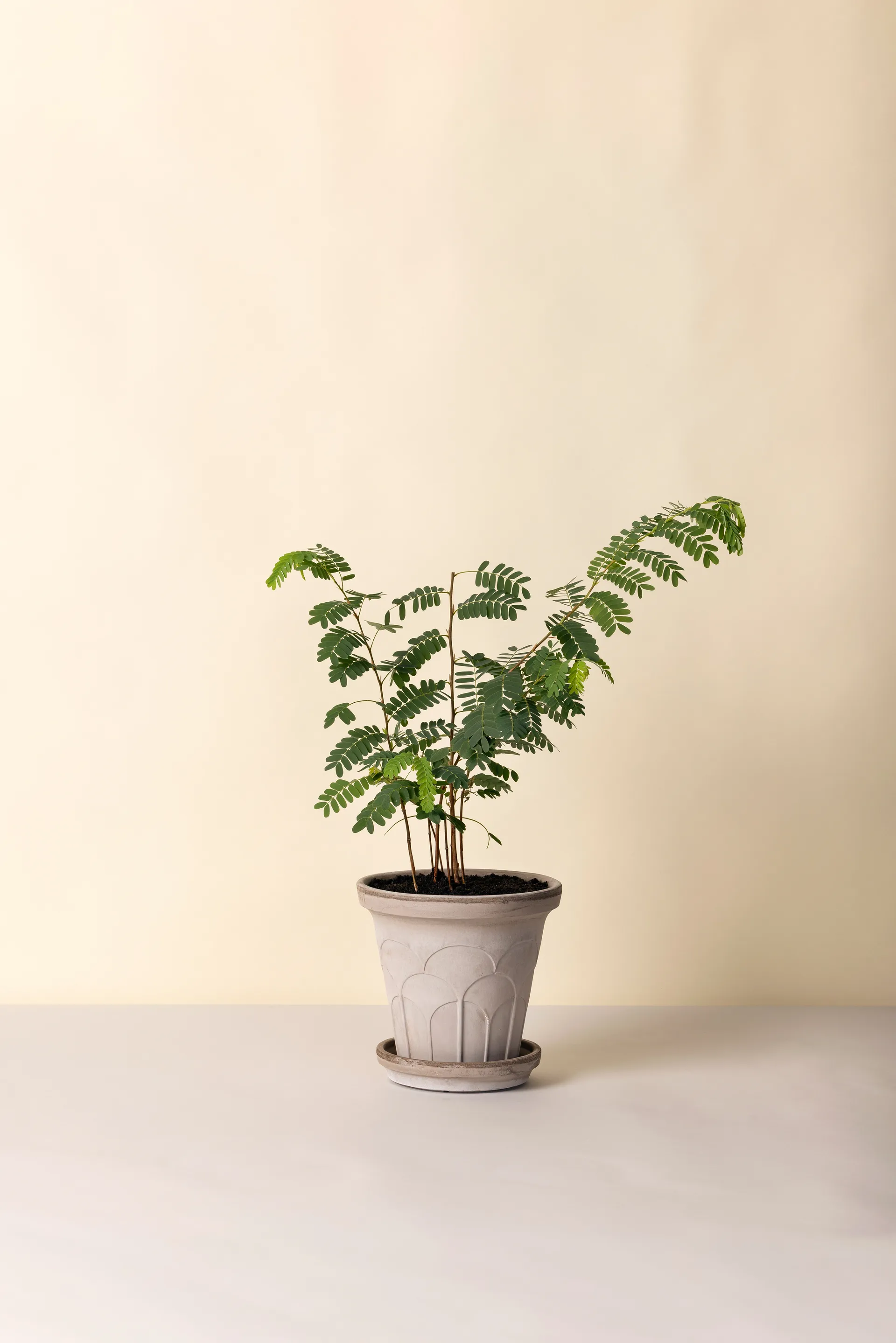 플뢰르 플라워팟(받침 포함), Grey, Ø21 cm Bergs Potter | 베르그 포터