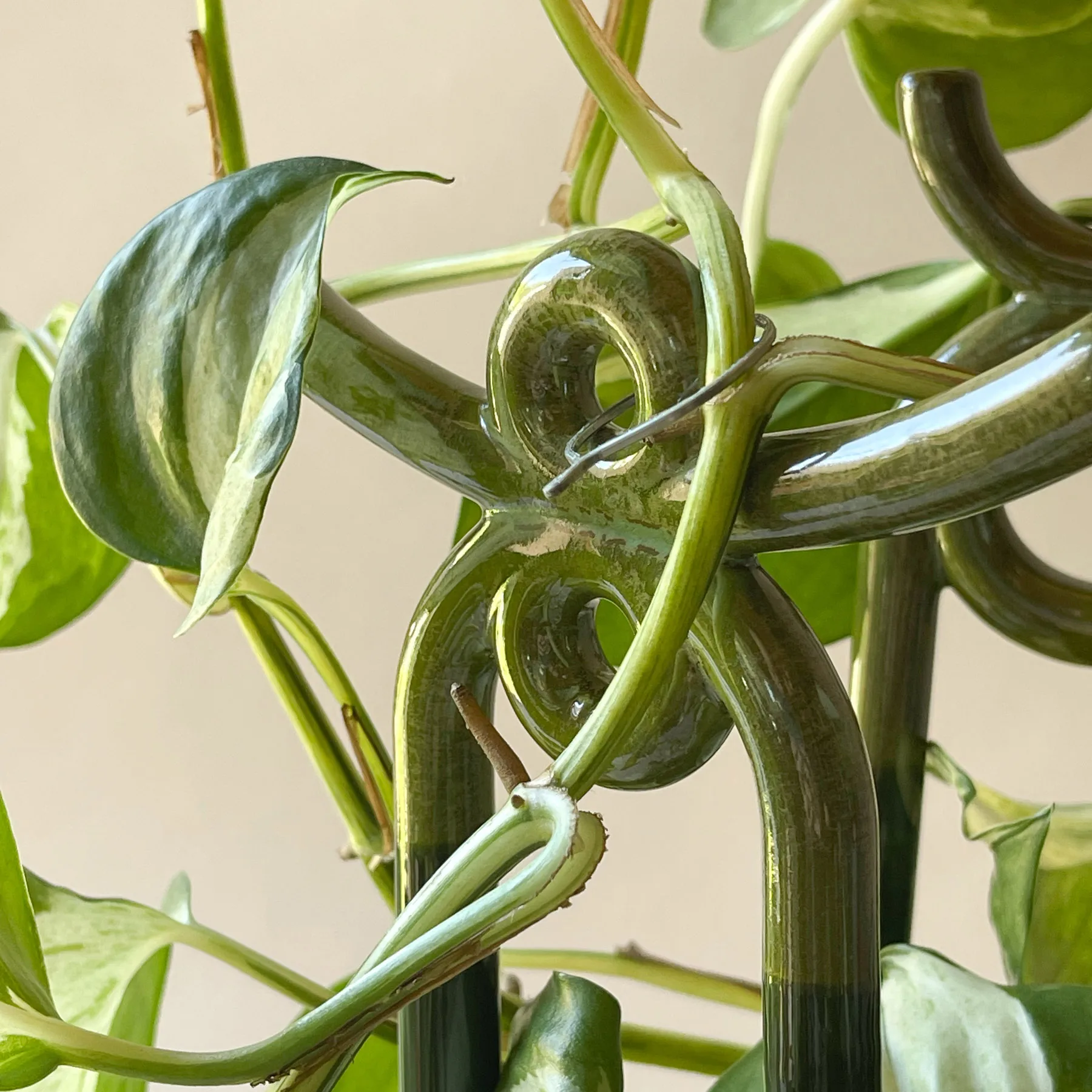 폴크 유마 플랜트 서포트, Moss Emerald Green Bergs Potter | 베르그 포터