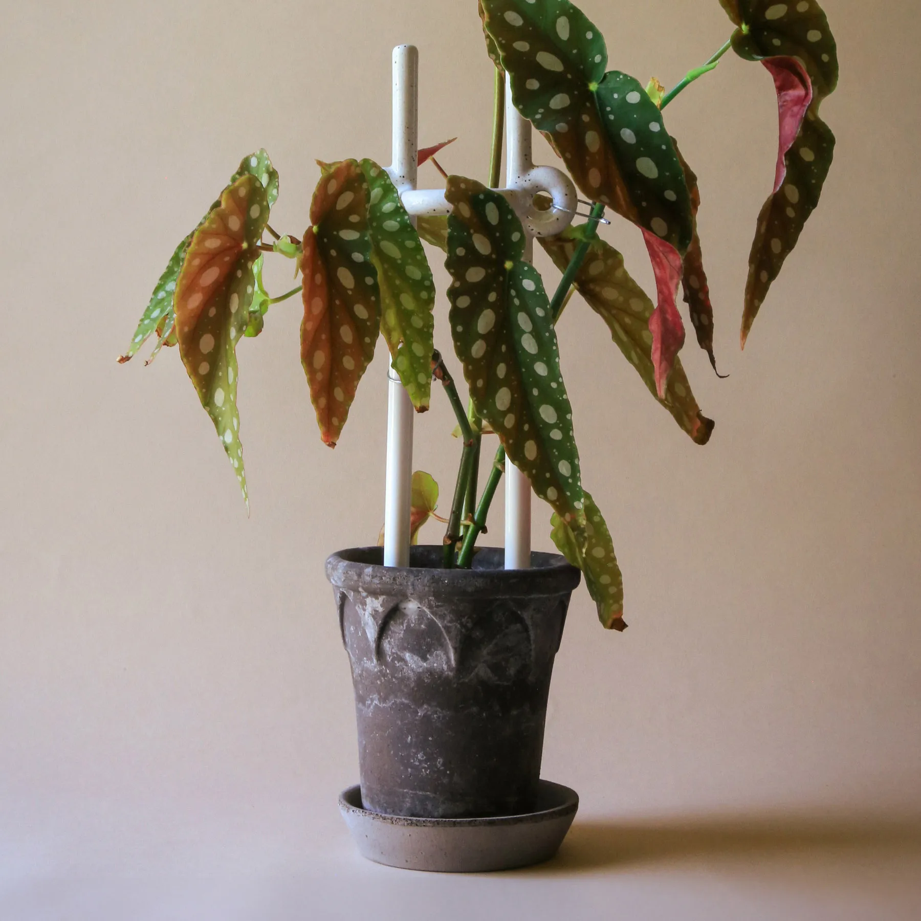 폴크 힌토 플랜트 서포트, Pebble White Bergs Potter | 베르그 포터