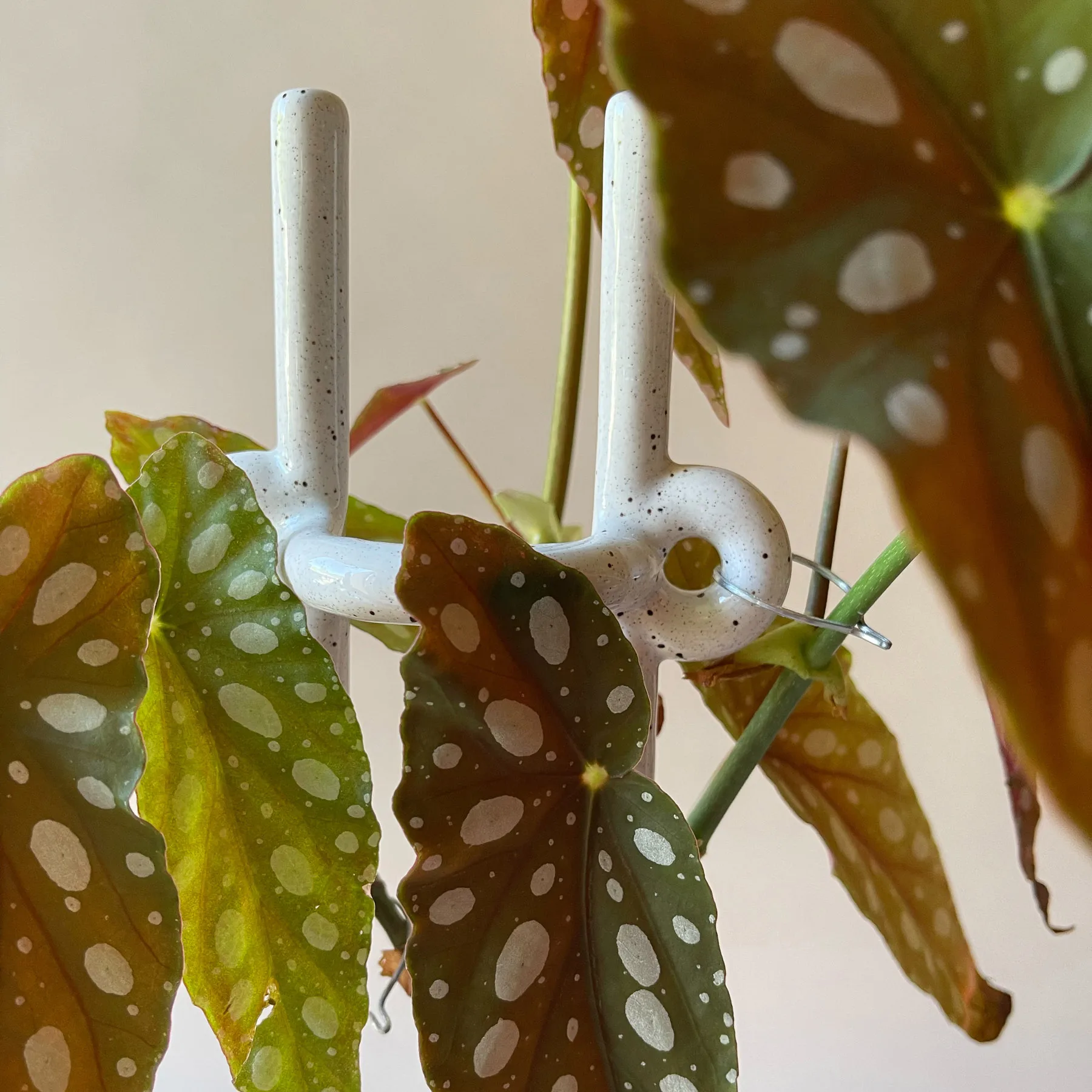 폴크 힌토 플랜트 서포트, Pebble White Bergs Potter | 베르그 포터