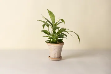 플뢰르 플라워팟(받침 포함) - Pink, Ø16 cm - Bergs Potter | 베르그 포터