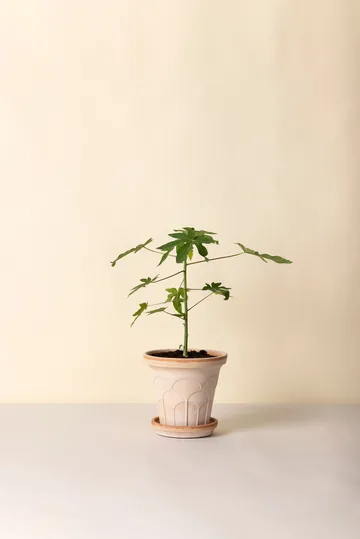 플뢰르 플라워팟(받침 포함) - Pink, Ø21 cm - Bergs Potter | 베르그 포터