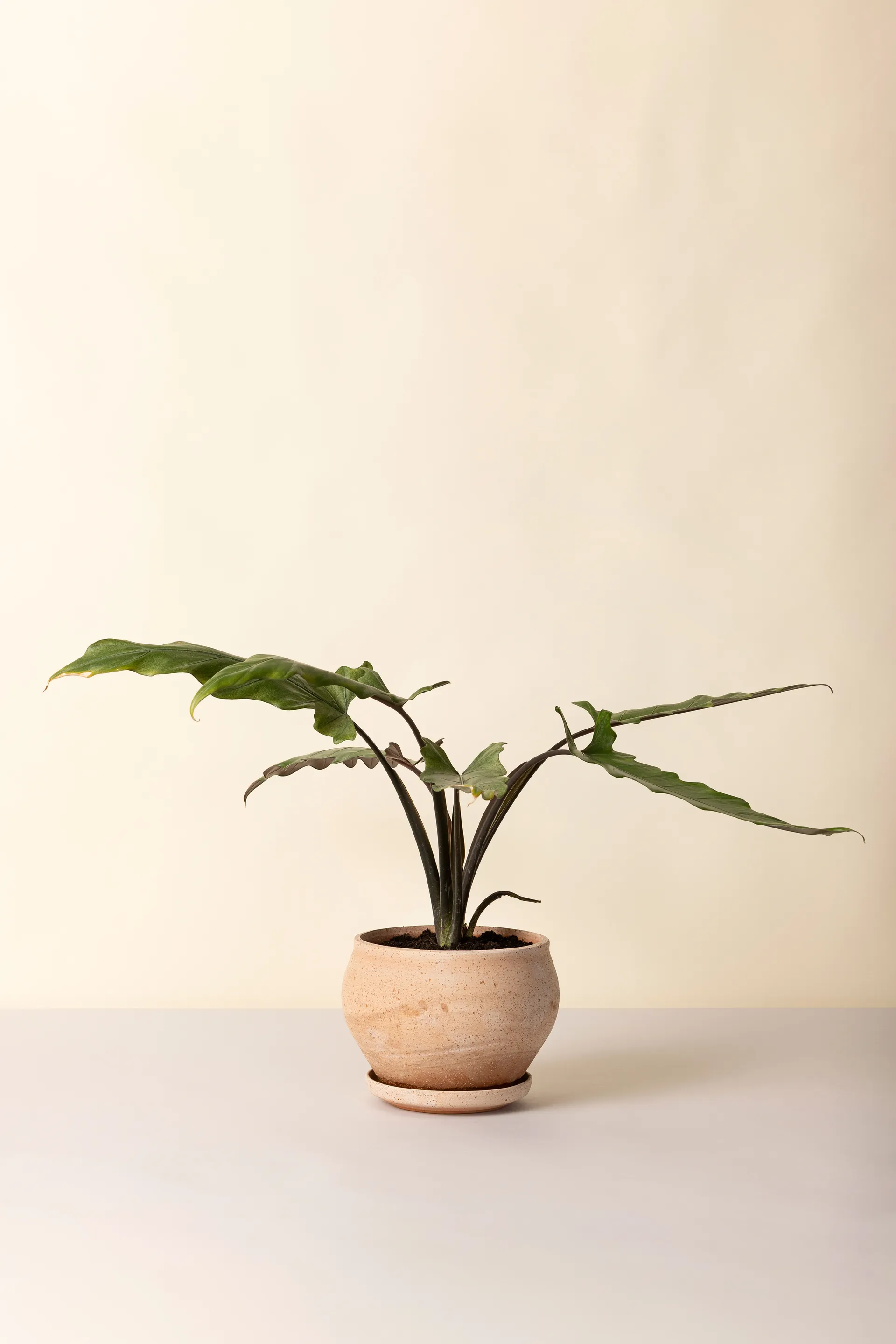 델피 플라워팟(받침 포함), Pink, Ø24 cm, low Bergs Potter | 베르그 포터