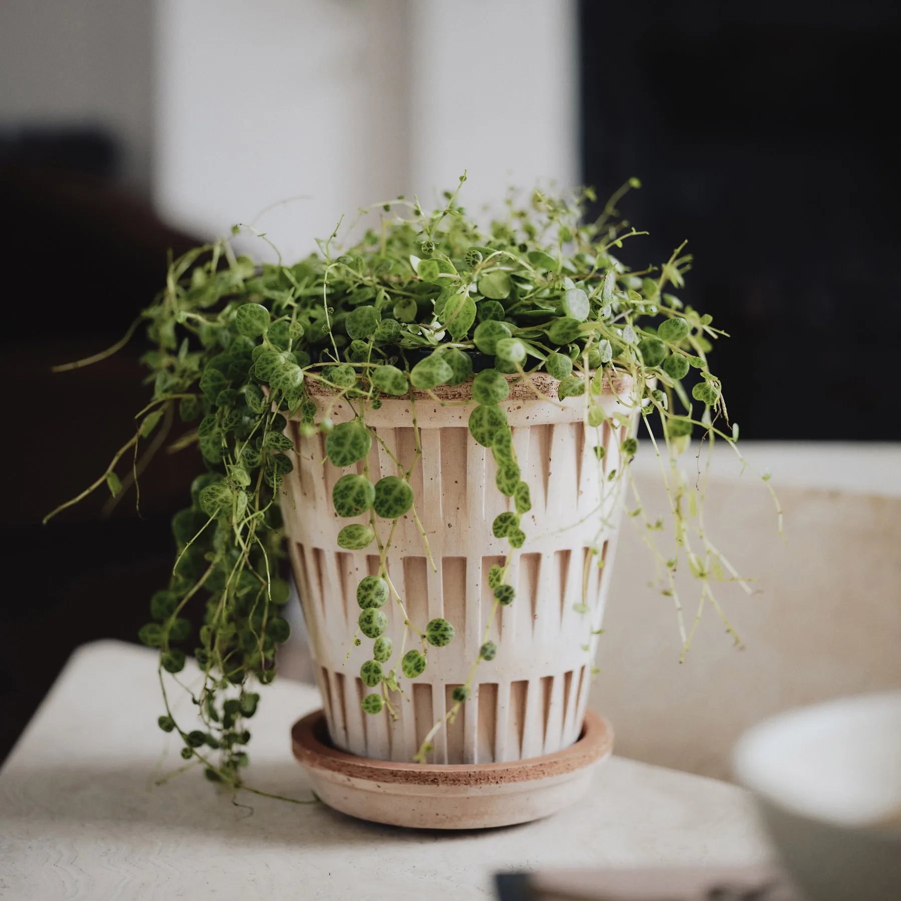 판테온 로우 토분, Rosa, Ø14 cm Bergs Potter | 베르그 포터