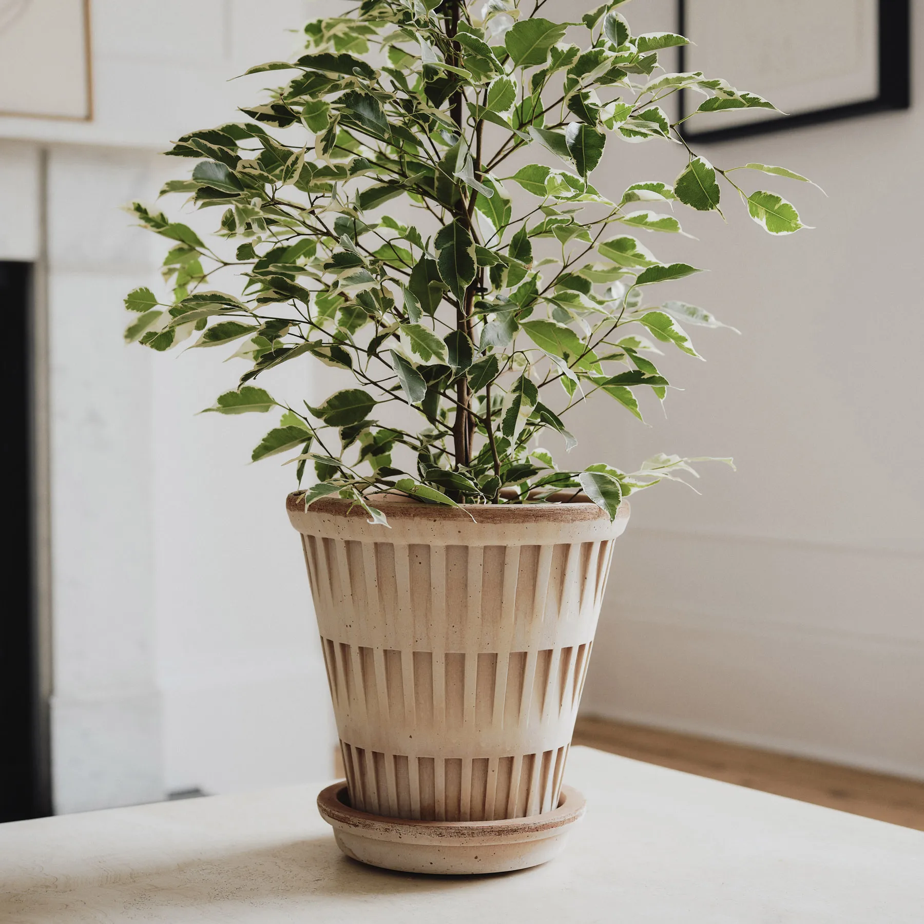 판테온 로우 토분, Rosa, Ø21 cm Bergs Potter | 베르그 포터