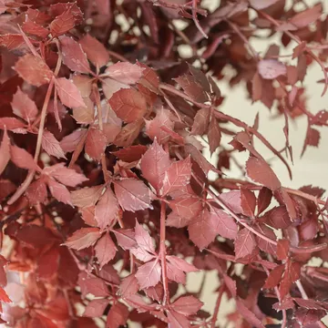 버건디 단풍 가지 인조 부케 - 107 cm, 4개 - Botané | 보타네
