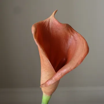 카라릴리 인조 부케 - 브라운, 62 cm, 8개 - Botané | 보타네