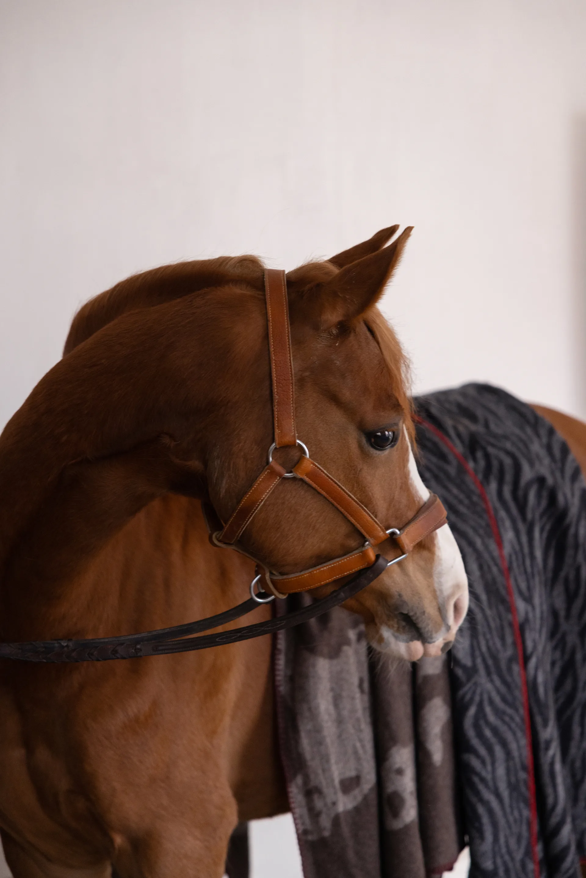 아니마 스로우 130x200 cm, Zebra Byon | 바이온