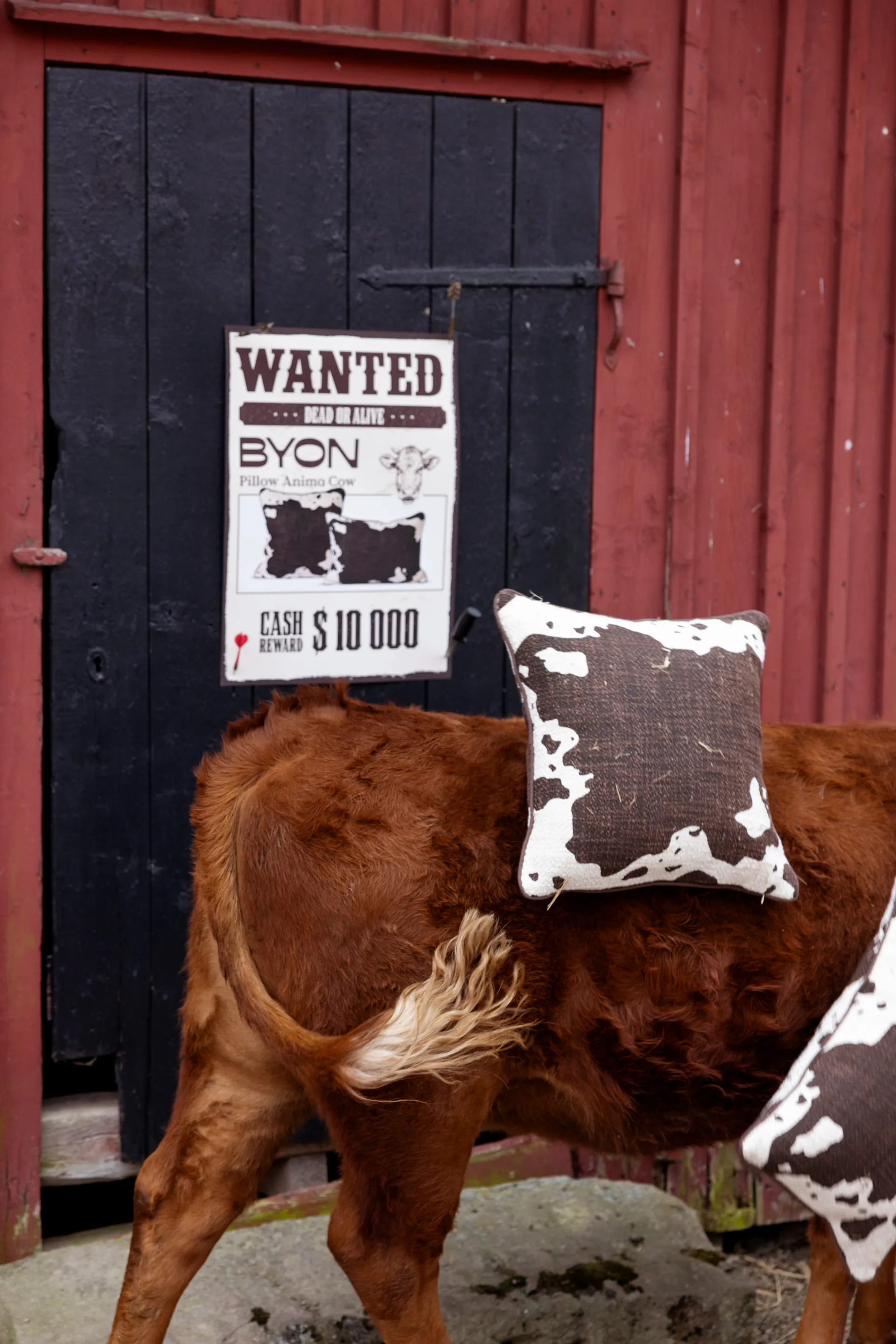 아니마 쿠션 M 50x50 cm, Cow Byon | 바이온