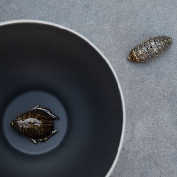 Salt- & pepper shaker beetles - brown - Byon | 바이온