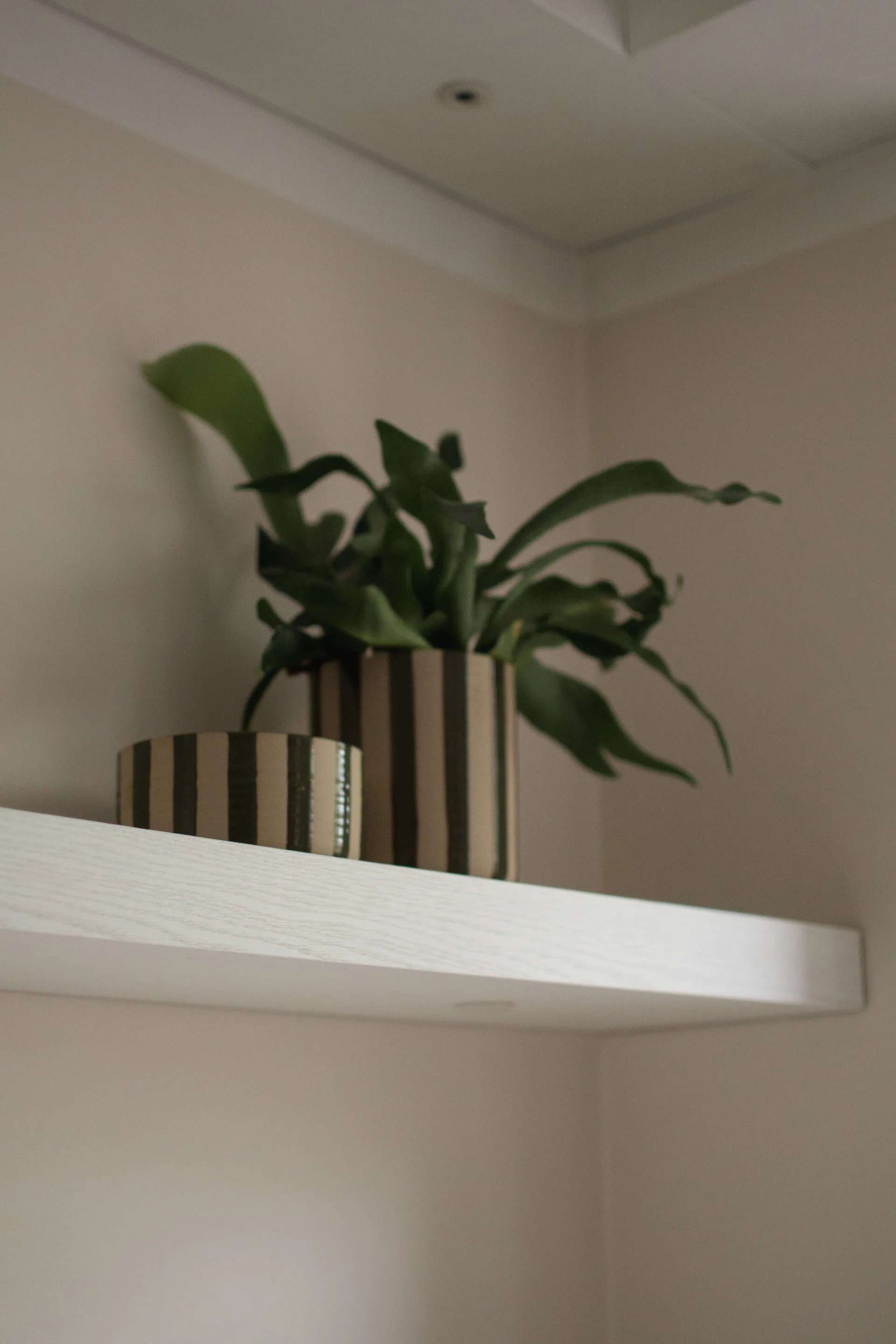 라인 장식 보울 Ø16 cm, Stripe Green DBKD | 디비케이디