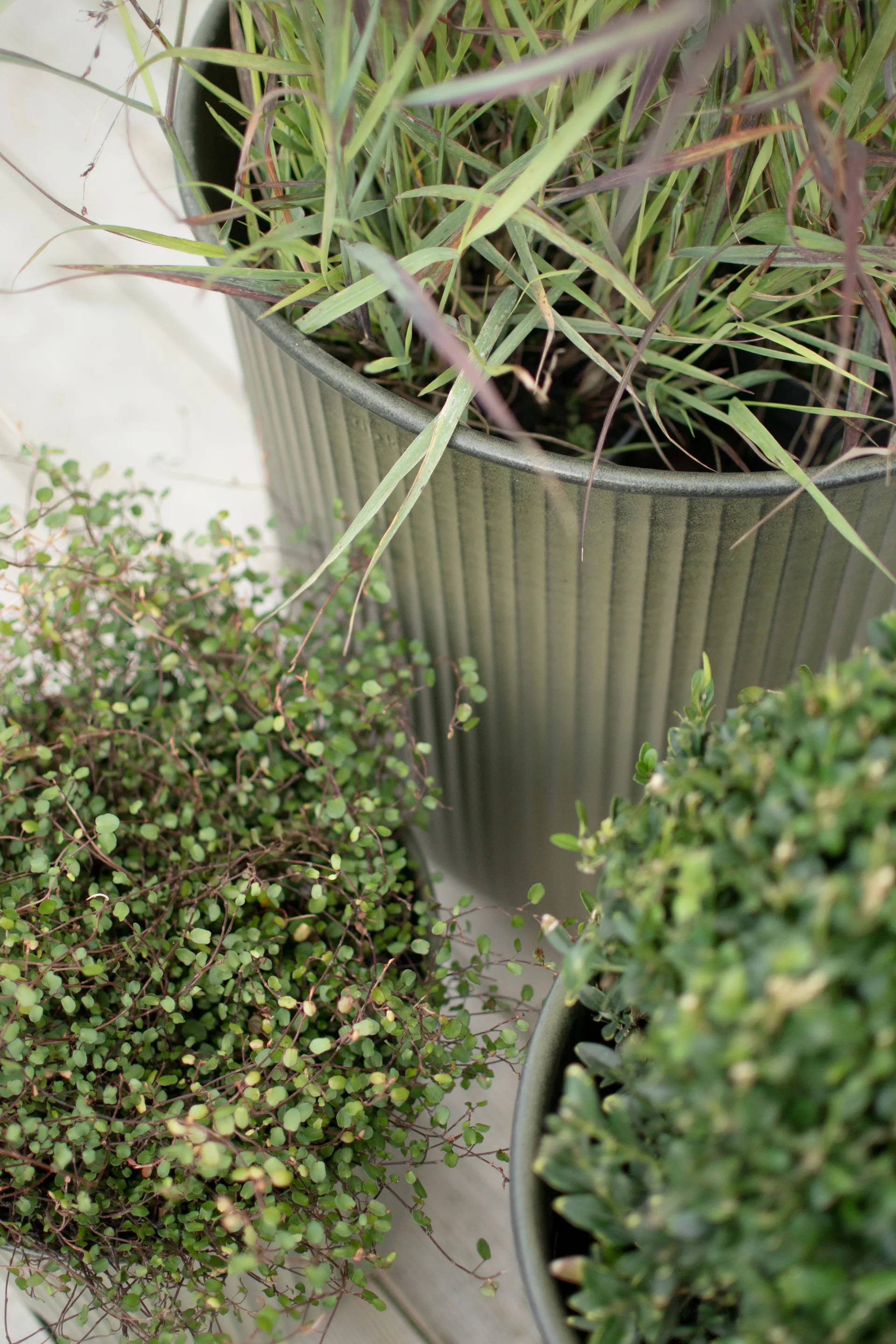 아웃 스트라이프 화분 3개 세트, Green DBKD | 디비케이디