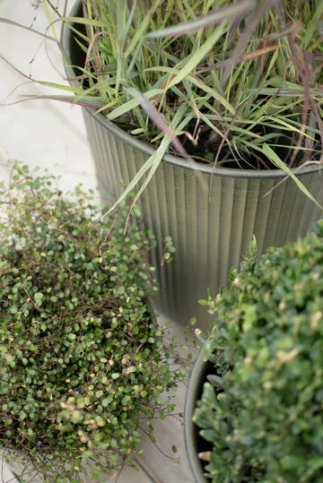 아웃 스트라이프 화분 3개 세트 - Green - DBKD | 디비케이디