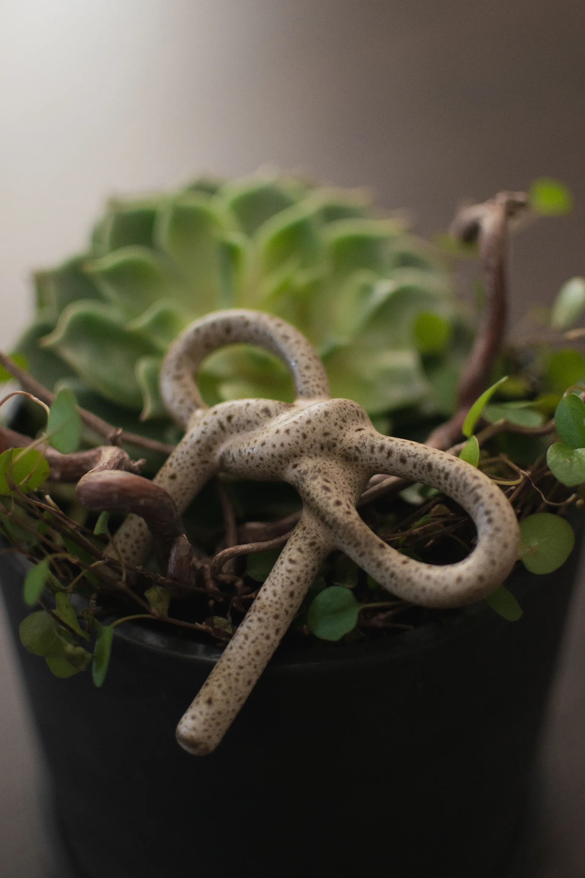 보우 플로럴 장식, Beige DBKD | 디비케이디