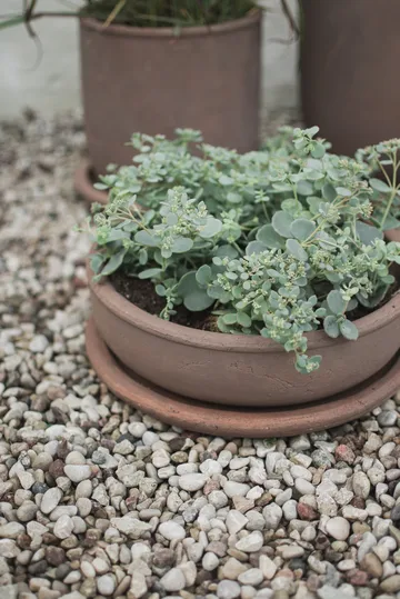 테라 볼 플랜터 - Brown, Ø30x10.5 cm - DBKD | 디비케이디