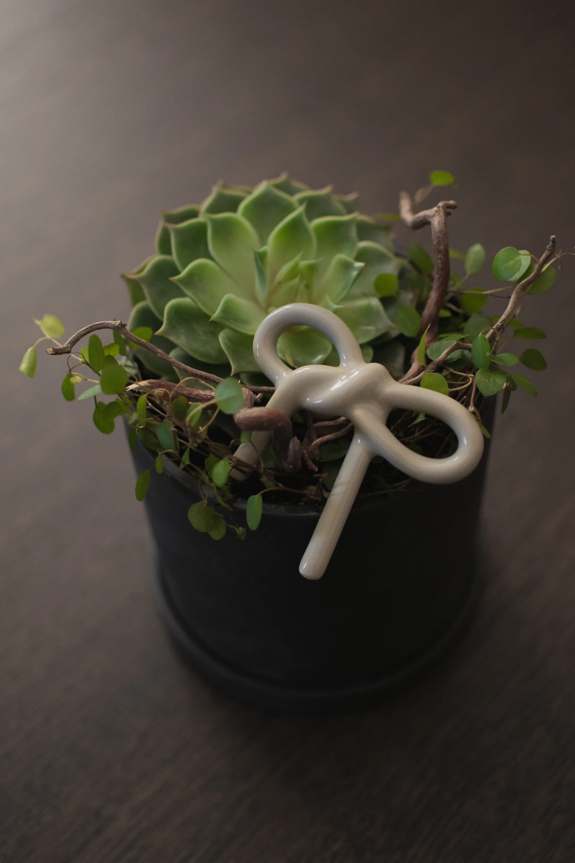 보우 플로럴 장식, Shiny Mole DBKD | 디비케이디