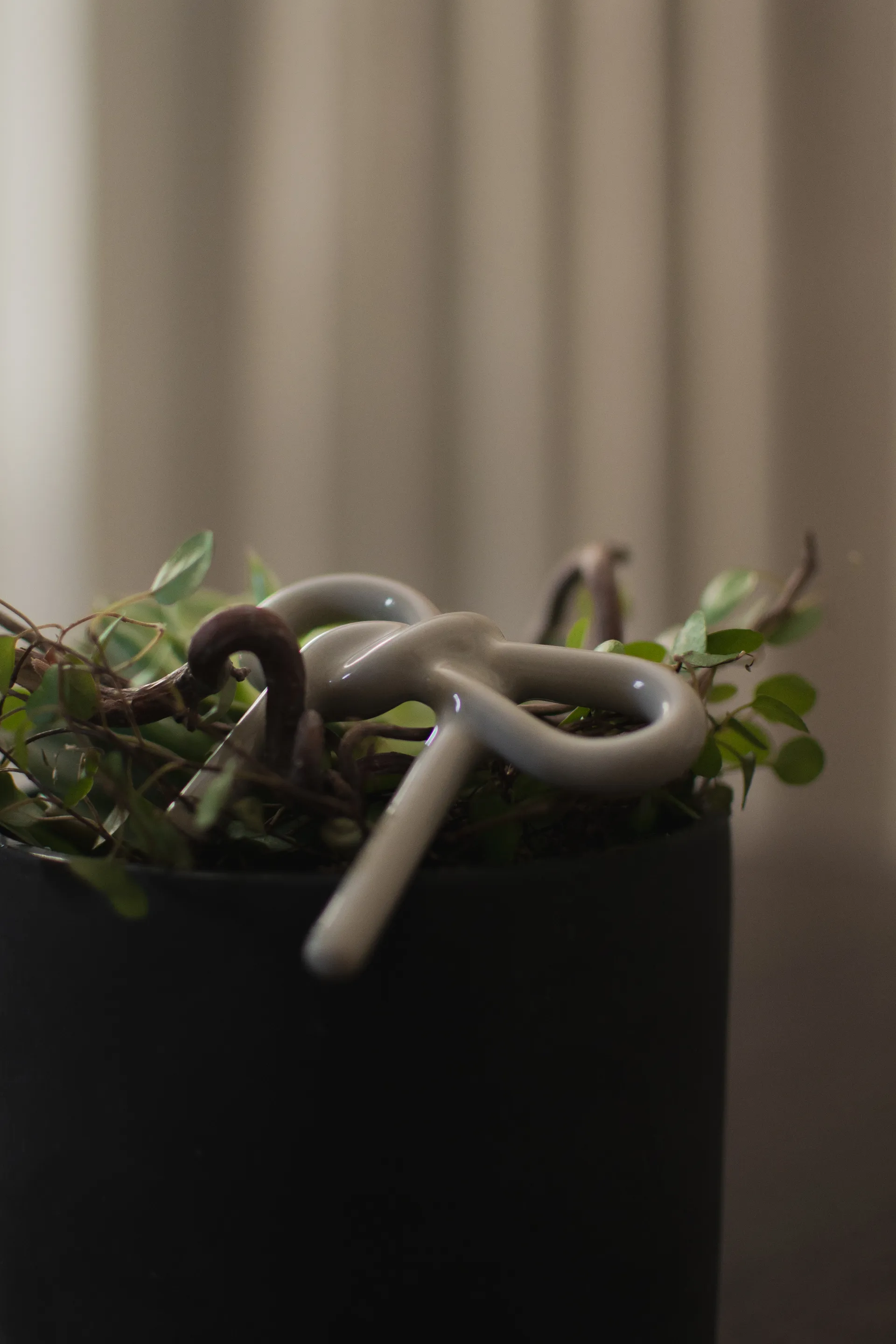 보우 플로럴 장식, Shiny Mole DBKD | 디비케이디