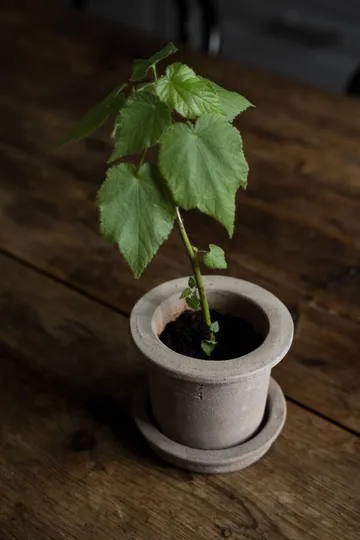 에른스트 테라코타 화분(받침 포함) - Ø12x10 cm - ERNST | 에른스트