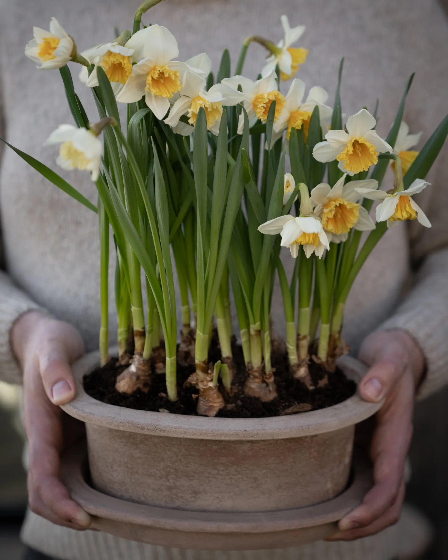 에른스트 테라코타 토분 타원형 2개 세트, Brown ERNST | 에른스트