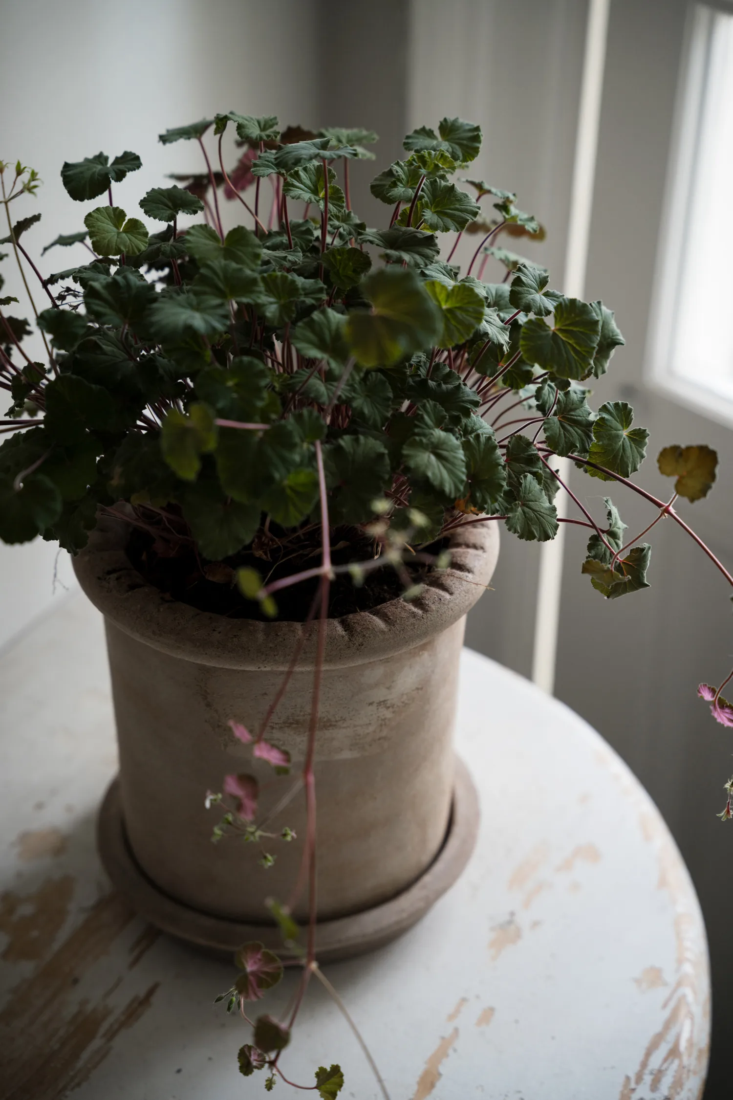 에른스트 테라코타 화분(받침 포함), Ø20x20 cm ERNST | 에른스트