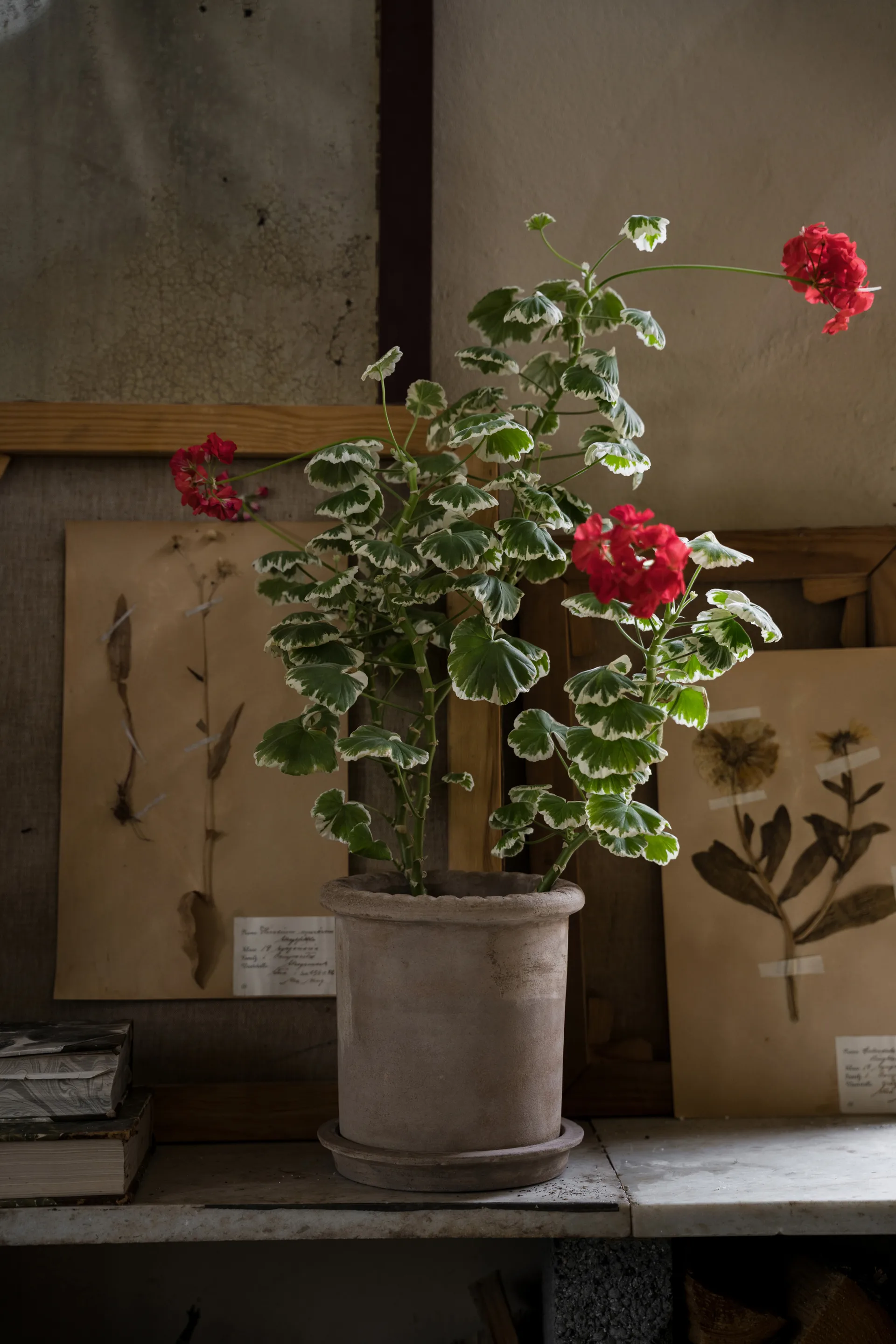 에른스트 테라코타 화분(받침 포함), Ø20x20 cm ERNST | 에른스트