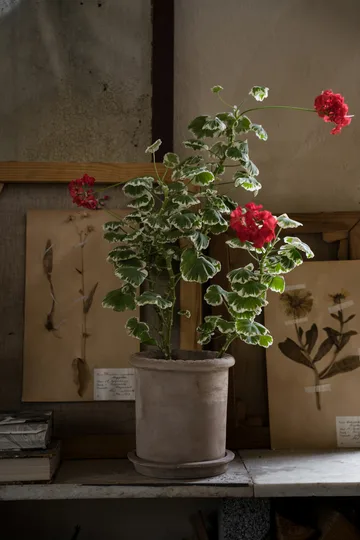 에른스트 테라코타 화분(받침 포함) - Ø20x20 cm - ERNST | 에른스트