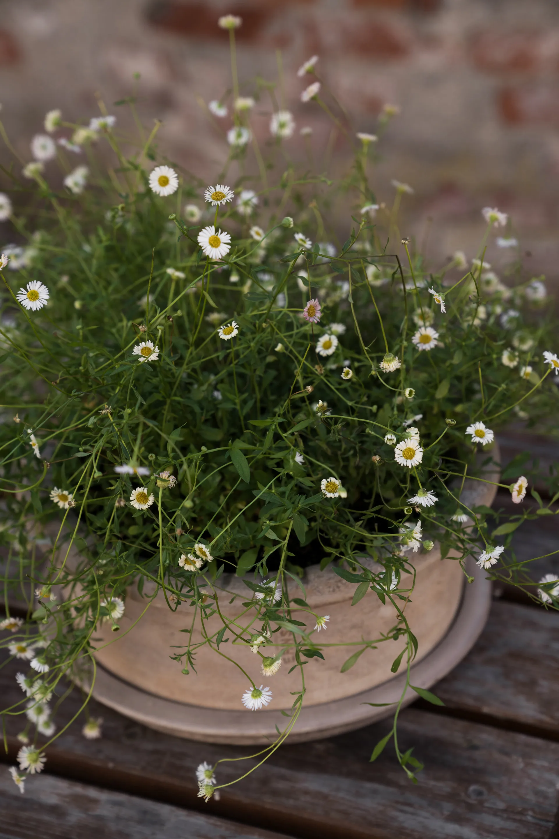 에른스트 테라코타 화분(받침 포함), Ø33x12 cm ERNST | 에른스트