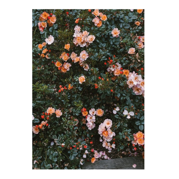 rose 포스터 - 70x100 cm - Fine Little Day | 파인리틀데이