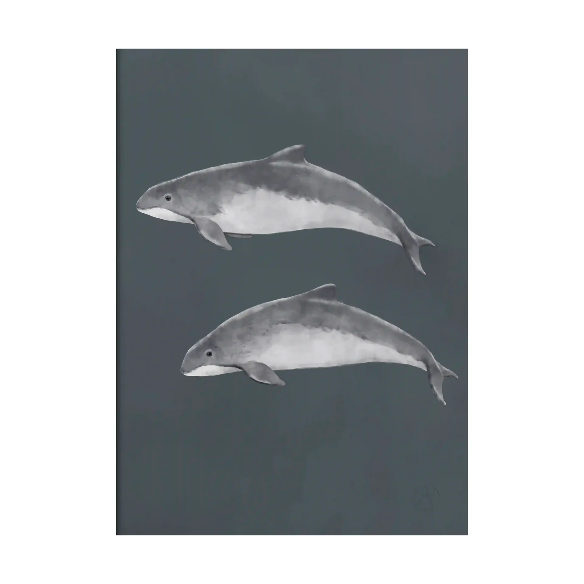 Baltic porpoise 포스터, 50x70 cm Kunskapstavlan®