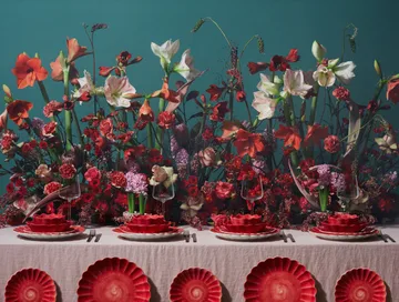 Oyster 플레이트 20 cm - Red-Limited Edition - Mateus | 마테우스