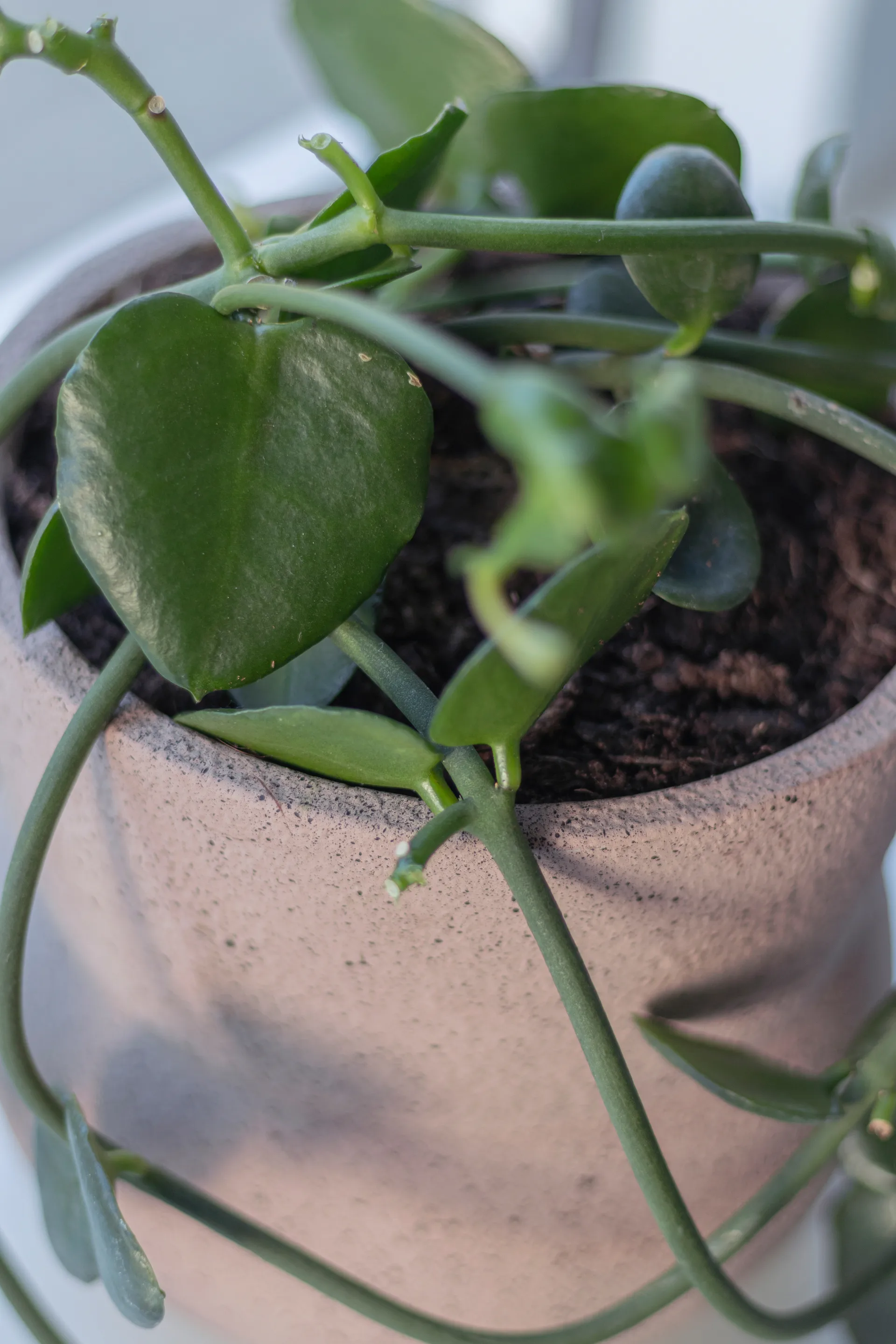 스톤 플라워팟 Ø17 cm, Blush Mette Ditmer | 매트 딧메르