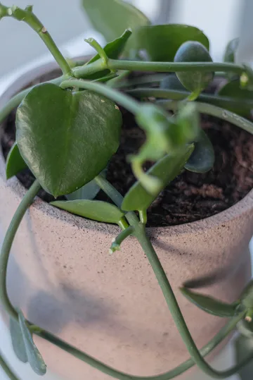 스톤 플라워팟 Ø17 cm - Blush - Mette Ditmer | 매트 딧메르