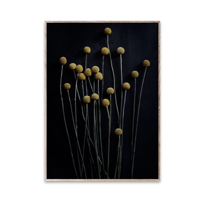 스토 라이프 01 Yellow Drumsticks 포스터, 30x40 cm Paper Collective | 페이퍼콜렉티브