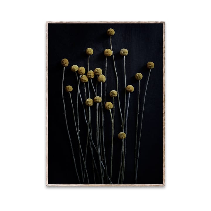 스토 라이프 01 Yellow Drumsticks 포스터 - 30x40 cm - Paper Collective | 페이퍼콜렉티브