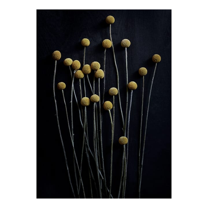 스토 라이프 01 Yellow Drumsticks 포스터, 30x40 cm Paper Collective | 페이퍼콜렉티브