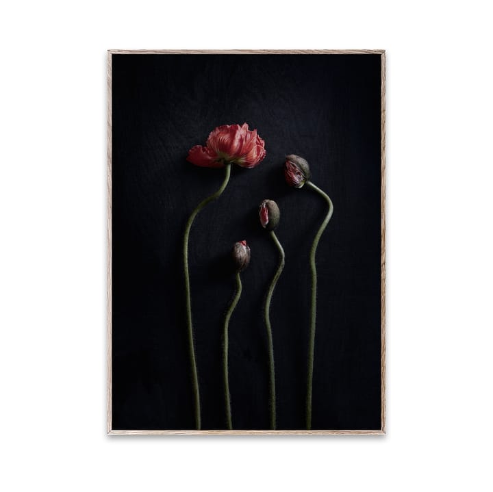 스토 라이프 02 Red Poppies 포스터 - 30x40 cm - Paper Collective | 페이퍼콜렉티브