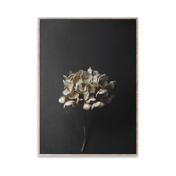 스토 라이프 04 Hydrangea 포스터 - 30x40 cm - Paper Collective | 페이퍼콜렉티브